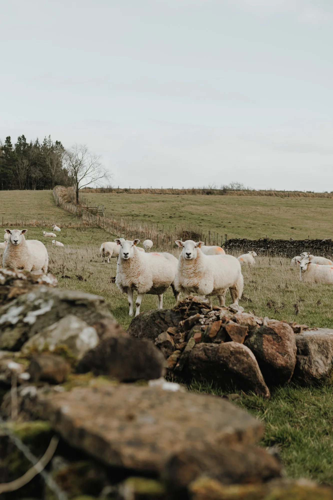 Brackenslack - Sheep