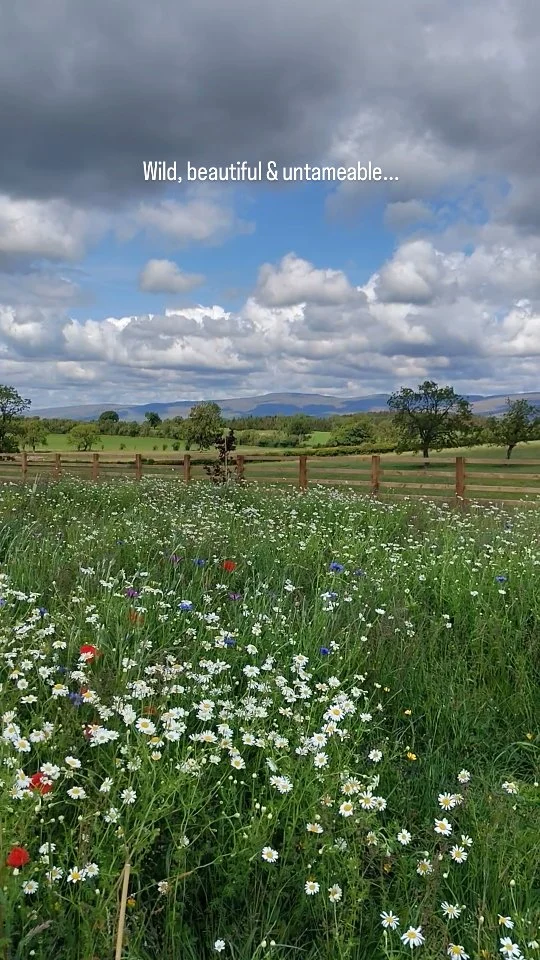 Wild, beautiful and untameable... 🌿🌸

Our wildflowers and grasses around the site are really starting to come to life these last few weeks.

All three of our shepherds huts are luxury surrounded by nature.. 🌿🦋🌸🐄⛰️🐑🌳

➡️ Book you stay and find out more on our website - see link in bio (www.brackenslack.co.uk)

#glamping
#edenvalley #cumbria #lakedistrict #yorkshiredales #shepherdhuts #cabin #brackenslackstays #yorkshiredalesnationalpark #romanticgetaway #wildflowers #farmstay
